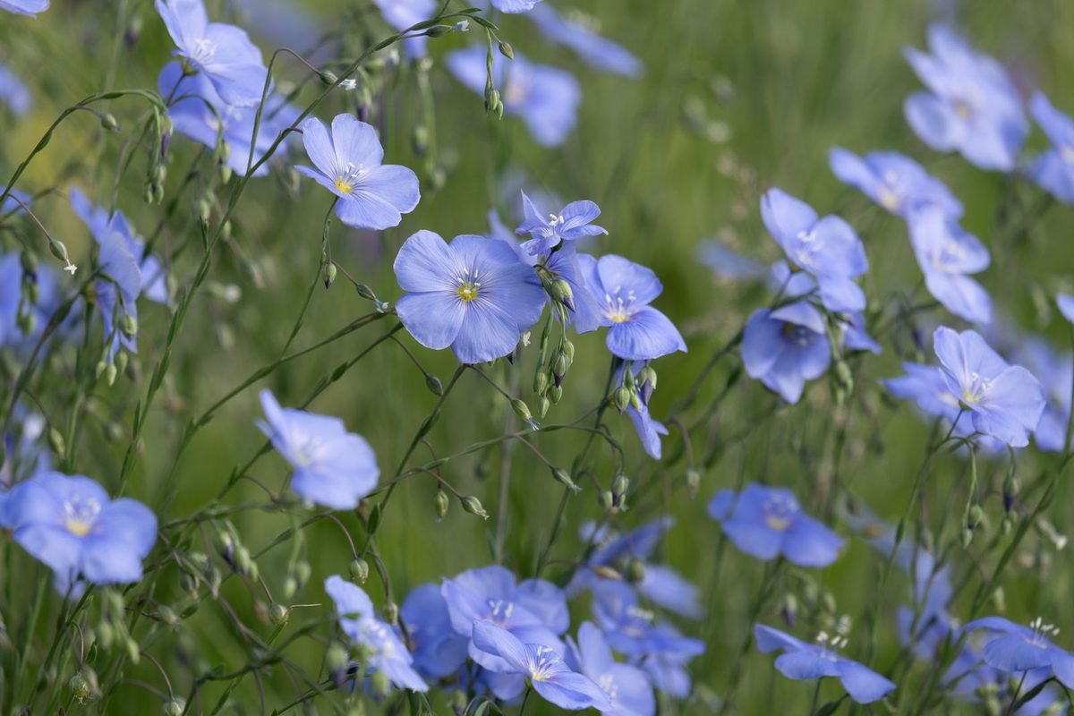 Blue flax flowers in a field